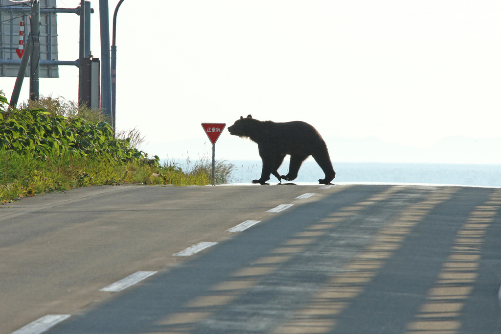 なぜ止まらない？クマ被害増加の背景